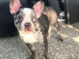 Özel Renk Merle French Bulldog Süper Anatomi̇