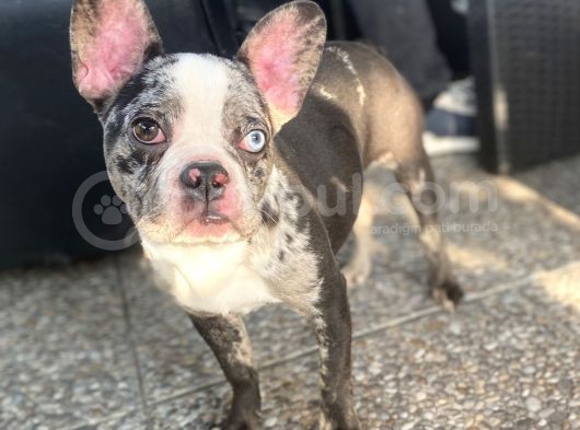 Özel Renk Merle French Bulldog Süper Anatomi̇ görsel