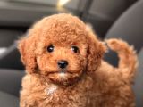 Sevimli Mini Boy Poodle Bebekler