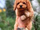Orjinal Toy Poodle Yavrularımız