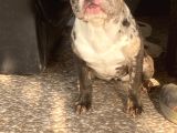 Özel Renk Merle French Bulldog Süper Anatomi̇
