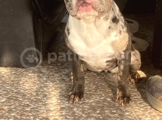 Özel Renk Merle French Bulldog Süper Anatomi̇ görsel