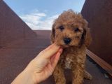 İnstagram Fenomeni Karamel’in Bebekleri