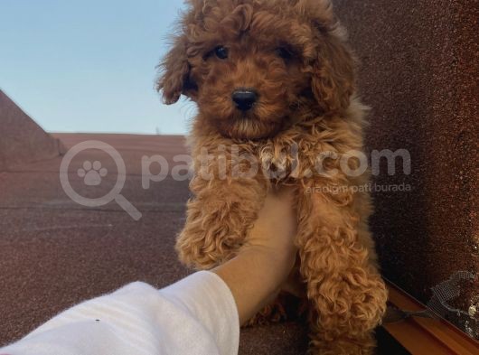 İnstagram Fenomeni Karamel’in Bebekleri görsel