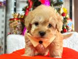 ORJİNAL MALTİPO YAVRULAR 