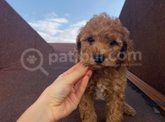 Muhteşem Poodle Yavrularımız görsel