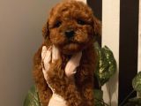 Aşılı Poodle Bebekler