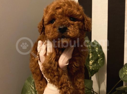 Aşılı Poodle Bebekler görsel
