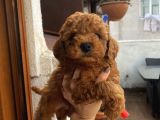 İnstagram Fenomeni Karamel’in Bebekleri