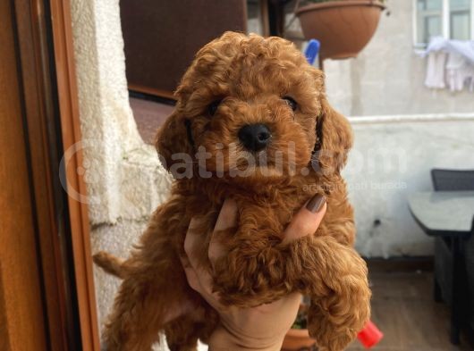 İnstagram Fenomeni Karamel’in Bebekleri görsel