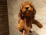 Aşılı Poodle Bebekler