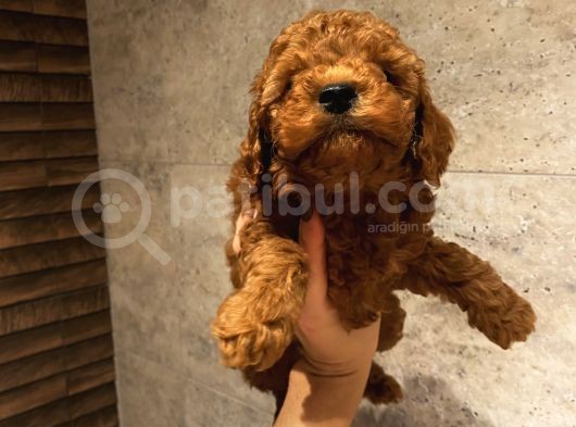 Aşılı Poodle Bebekler