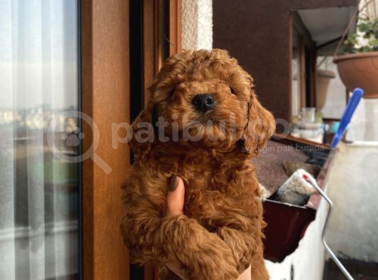 Muhteşem Poodle Yavrularımız görsel