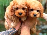 Orjinal Toy Poodle Yavrularımız