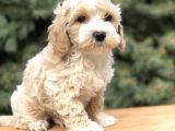 Orjinal Latte Maltıpoo