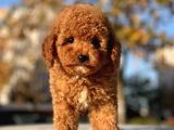 Sevimli Mini Boy Poodle Bebekler