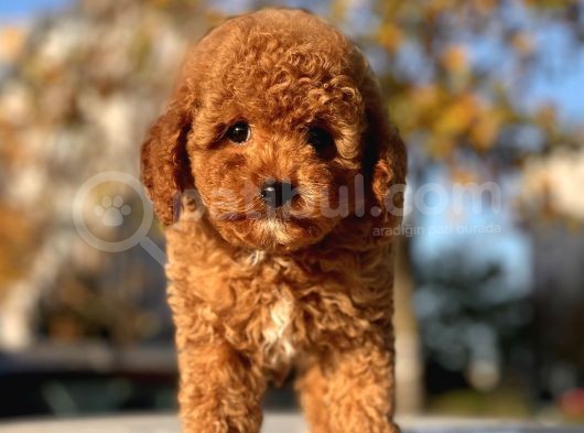 Sevimli Mini Boy Poodle Bebekler görsel
