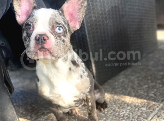 Özel Renk Merle French Bulldog Süper Anatomi̇ görsel