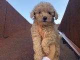 Muhteşem Poodle Yavrularımız