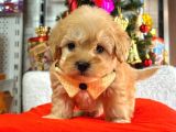 Orji̇nal Malti̇po Yavrular 