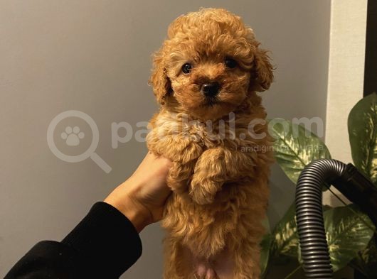 Aşılı Poodle Bebekler görsel