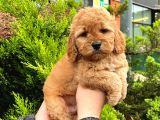 SHOW DÜZEY A KALİTE TOY POODLE YAVRUMUZ