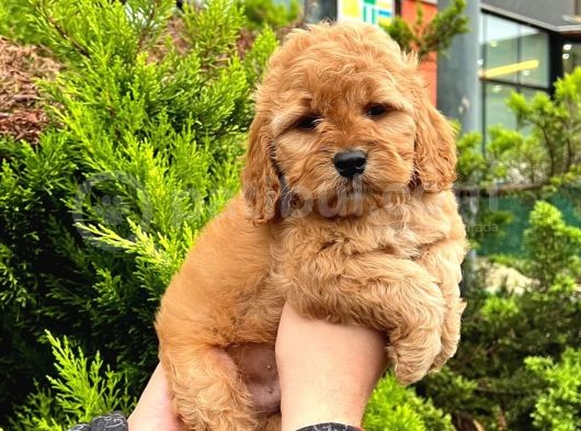Show Düzey A Kali̇te Toy Poodle Yavrumuz