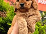 Show Düzey A Kali̇te Toy Poodle Yavrumuz
