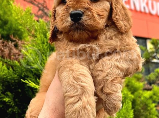 Show Düzey A Kali̇te Toy Poodle Yavrumuz görsel