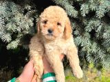 SHOW KALİTE ÜST DÜZEY TOY POODLE YAVRULARIMIZ