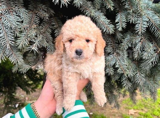 Show Düzey A Kali̇te Toy Poodle Yavrumuz