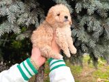 Show Düzey A Kali̇te Toy Poodle Yavrumuz