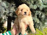 Show Düzey A Kali̇te Toy Poodle Yavrumuz