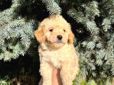 Show Düzey A Kali̇te Toy Poodle Yavrumuz