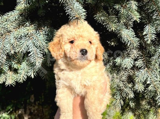 Show Düzey A Kali̇te Toy Poodle Yavrumuz görsel