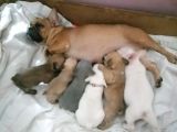 2 Yaşında Dişi French Bulldog