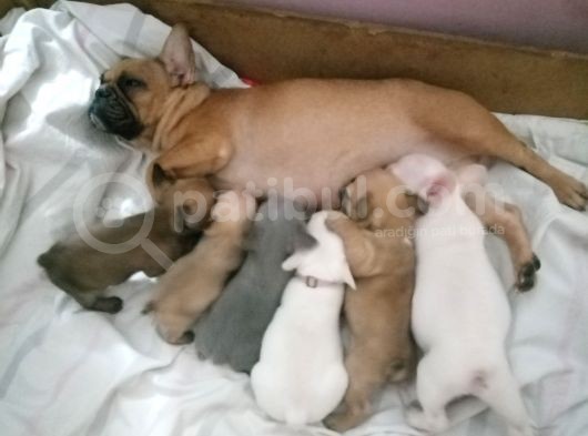 2 Yaşında Dişi French Bulldog görsel