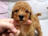 Yılbaşı Hediyesi  Toy Poodle