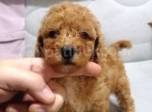 Yılbaşı Hediyesi  Toy Poodle görsel