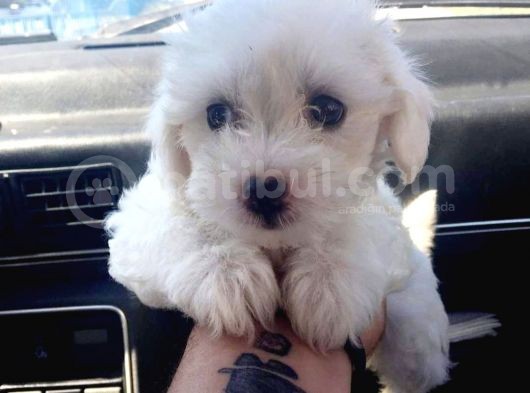 Maltesse Terrier Cinsi Güzel Yavrular 
