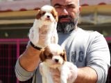 Mükemmel Kali̇tede Cavali̇er Ki̇ng Charles Yavru