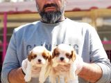 Mükemmel Kali̇tede Cavali̇er Ki̇ng Charles Yavru
