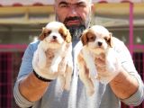 Mükemmel Kali̇tede Cavali̇er Ki̇ng Charles Yavru