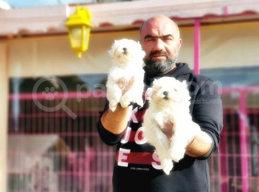 Mükemmel Kali̇tede Maltese Terri̇er Yavru görsel