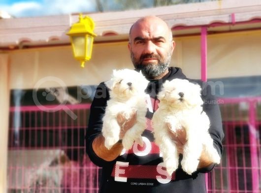 Mükemmel Kali̇tede Maltese Terri̇er Yavru görsel