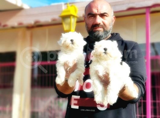Mükemmel Kali̇tede Maltese Terri̇er Yavru görsel