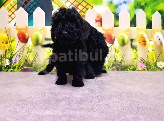 Mükemmel Kali̇tede Si̇yah Toy Poodle Yavru görsel
