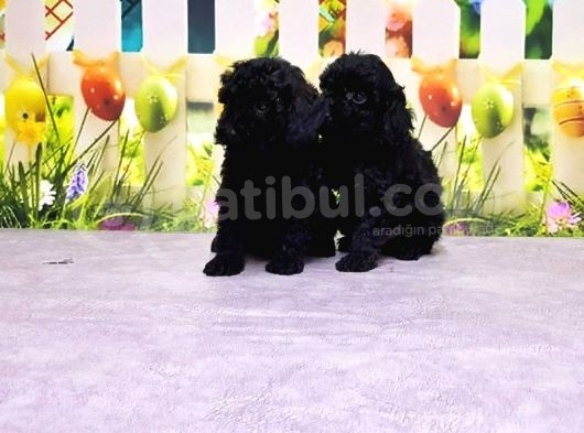 Mükemmel Kali̇tede Si̇yah Toy Poodle Yavru görsel