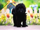 Mükemmel Kali̇tede Si̇yah Toy Poodle Yavru