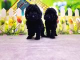 Mükemmel Kali̇tede Si̇yah Toy Poodle Yavru